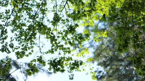 Leaves Video stock 167486705