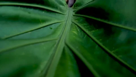 Leaves Stock Footage 168181749