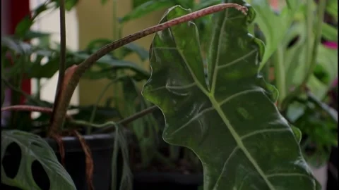 Leaves Stock-Footage 214593404