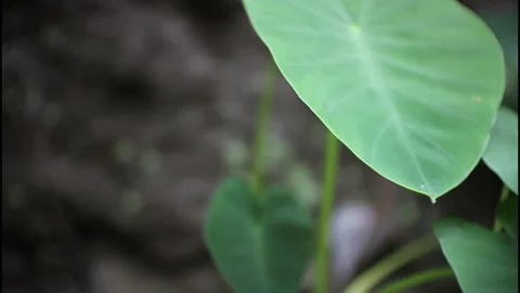 Leaves Stock Footage 216239190