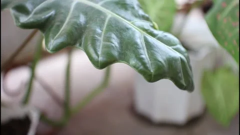 Leaves Stock Footage 216267495