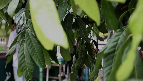 Leaves Stock Footage 216389398