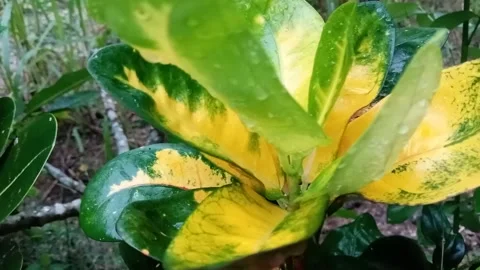 Leaves Stock Footage 219848112