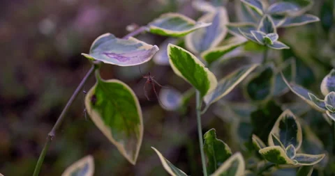 LEAVES Stock Footage 219930954