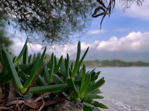 Leaves 库存影片 231859035