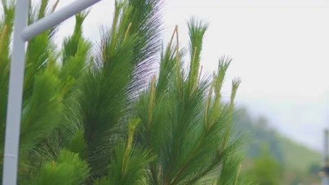 Leaves Video stock 234858869