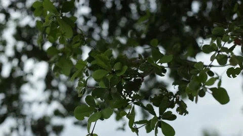 Leaves Stock Footage 235401811