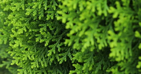 Leaves. Stock Footage 247600119