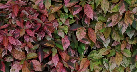 Leaves. Video stock 247691943