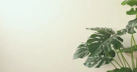 Leaves Vidéo 256018156