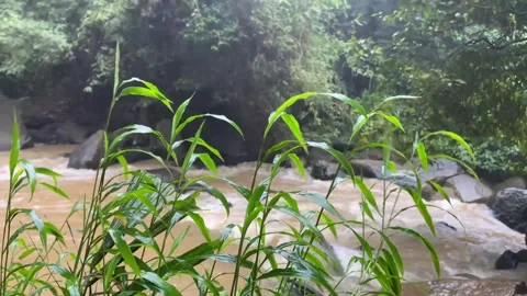 Leaves Stock Footage 269431923