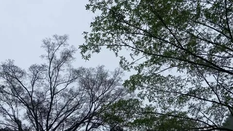 Leaves Stock Footage 269514132