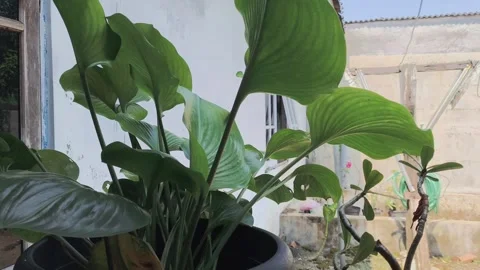 Leaves Stock Footage 276606723