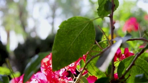 Leaves Video stock 280752953