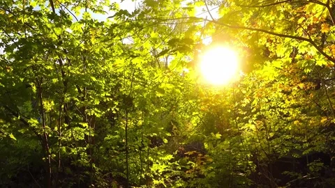 Leaves Stock Footage 285790434