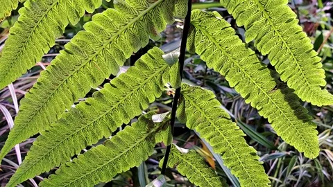 Leaves 스톡 동영상 308530510