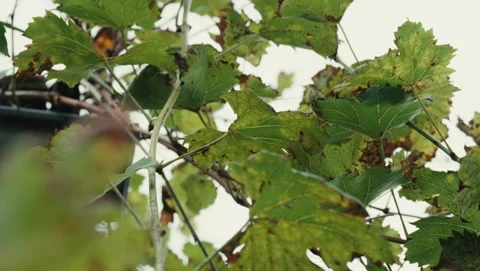 Leaves 库存影片 318179329