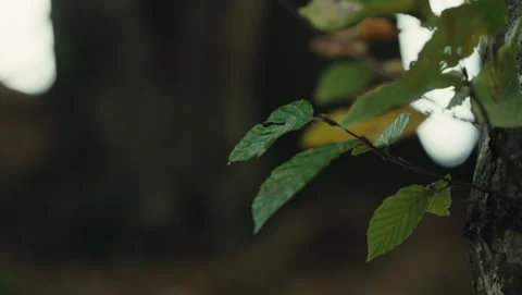 Leaves 库存影片 318179405