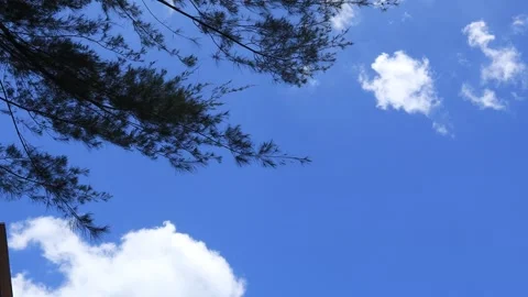 Leaves Stock Footage 325604645