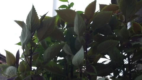 Leaves Stock Footage 330211229