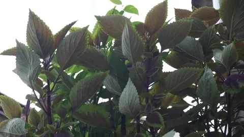 Leaves Vídeo Stock 330211231