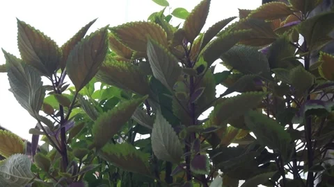 Leaves Stock Footage 330211279