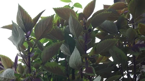 Leaves Stock Footage 330211300