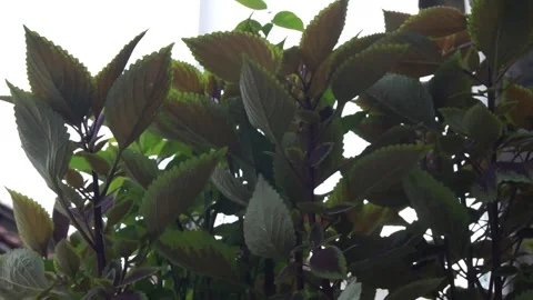 Leaves Stock Footage 330211301