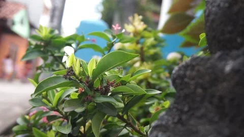 Leaves Stock Footage 330211519