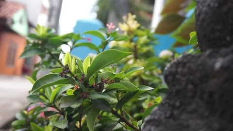 Leaves Stock Footage 330211531