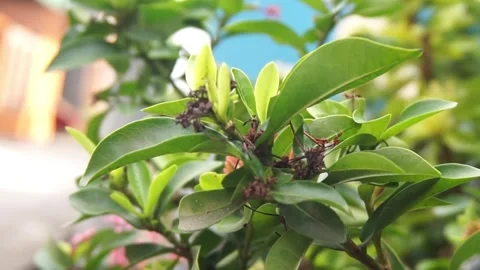 Leaves Video stock 330211594