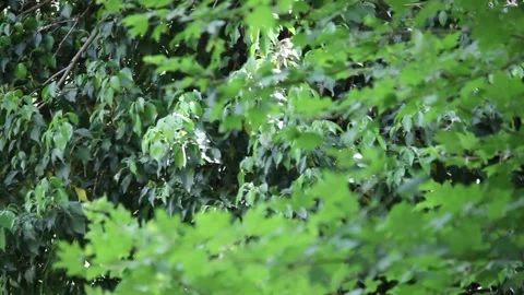 Leaves Stockbeeldmateriaal 341275238