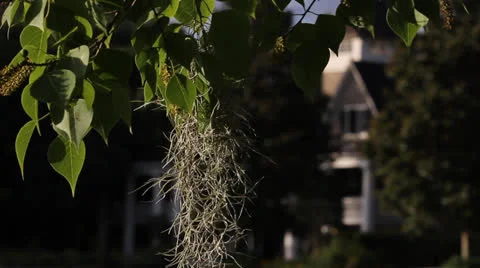 Leaves In Foreground Of House Stock Footage 26833008