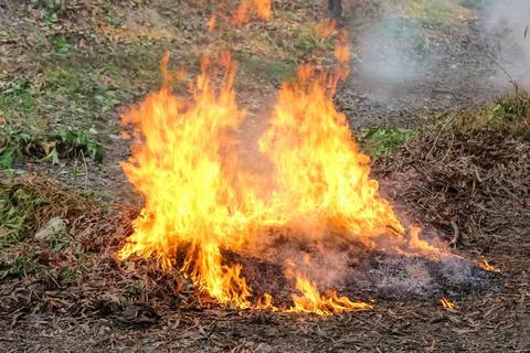 The leaves in the forest are on fire Stock Photos