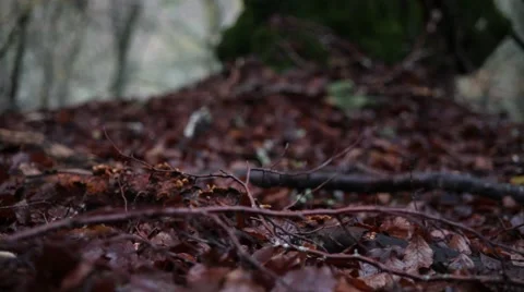 Leaves in a forest in Autumn Video stock 46011519