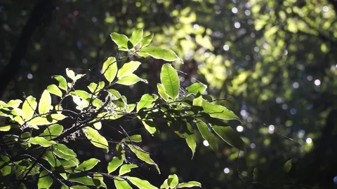 Leaves in forest. Bhutan 스톡 동영상 84125722