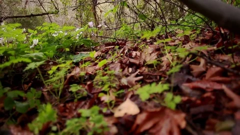 Leaves on the forest floor Video stock 74081228