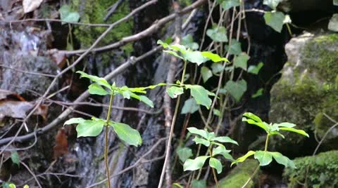 Leaves in the Forest Video stock 21904391