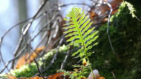 Leaves in the Forest Video stock 21928560