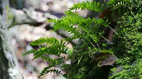 Leaves in the Forest Video stock 21928569