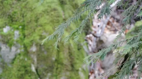 Leaves in the Forest Video stock 21931187