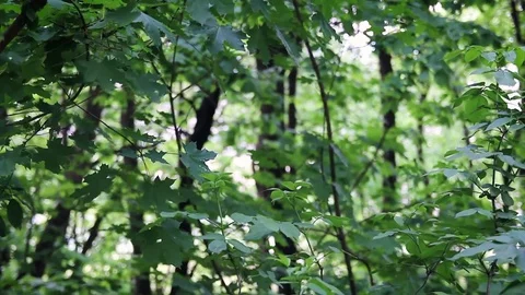 Leaves in the forest Stock-Footage 75185540