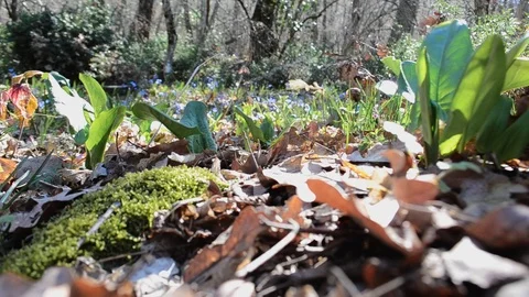 Leaves in forest Stock Footage 126289697