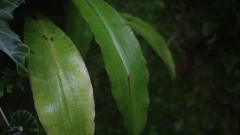 Leaves in the forest jungle Stock Footage 289560936