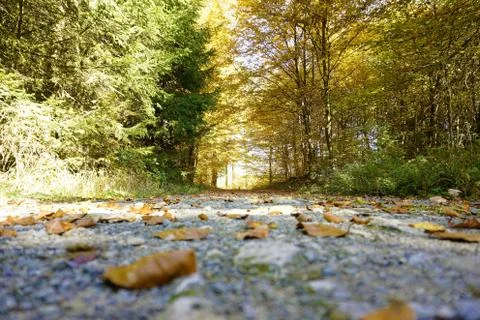 Leaves on forest path Stock Photos
