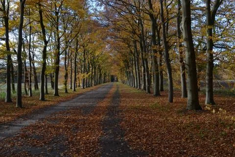 Leaves Forest Path Stock Photos