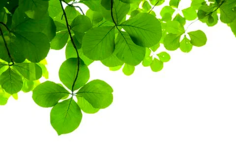Leaves in forest Stock Photos