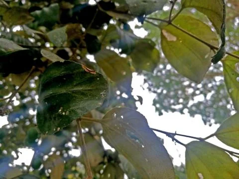 Leaves in the forest Stock Photos