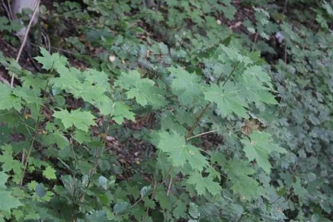 Leaves in the forest Stock Photos