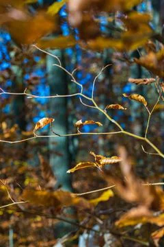 Leaves in the forest Stock Photos